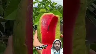 #Chiness_Fresh_Fruit #fruit #fruitcutting #gardening #satisfying #farming #nature #vegetables