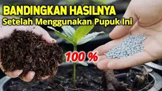 PUPUK KOTORAN WALET SUPER DAHSYAT
