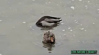Beautiful Nature | Mallard Ducks Dance Techniques Taping Riverbed Finding Food | London Wildlife