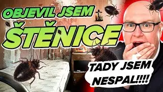 Co dělat, když objev&iacute;te &scaron;těnice? | Přit&aacute;hl jsem si je domů? | Kde je hledat?