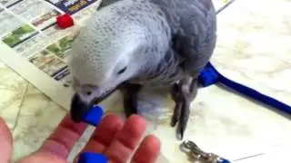 الكاسكو الأفريقي ملك الببغاوات