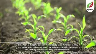 KynoPop&trade; for seedlings by Kynoch Fertilizer