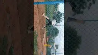 PLAYING AGGRESSIVE SHOTS IN NEW BALL-NET PRACTICE-LOFTED SHOTS-STEPOUT STANCE #shorts#cricket#vlog