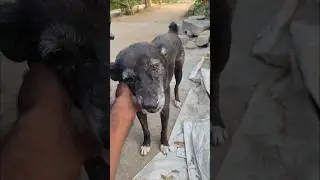 Blacky with old age #dogs #adoptstrays #animallife #streetdogslife