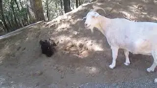 Goat Joy watches black mom takes a sand spa (Please read description) 山羊依依好奇母雞黑媽和小雞在沙山上洗砂浴 (請看描述欄)