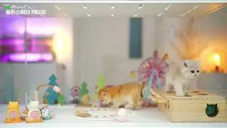 골드 브리티쉬숏헤어 수컷,암컷 고양이 ft.순수혈통,TICA,AY11,NY11,혈통서,4K냥캠,골든스웨터캐터리,브숏,브리숏,그린아이,녹색눈