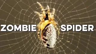 The Sad Fate of Spider Zombies&nbsp; (feat. parasites)