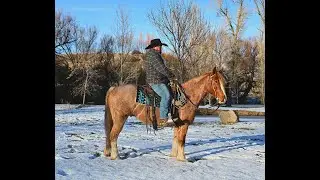 Brain ~ 2021 Red Roan Gypsy Cross Gelding | Ranch | Trails | Arena