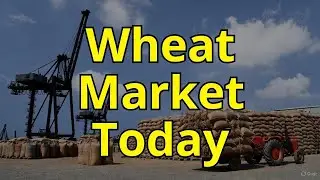 Pakistan Mein Aaj Ke Gandum (Wheat) Rates | Karachi & Punjab Fresh Market Update | Wheat Price Today
