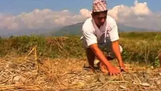 Hidema-DMorcha