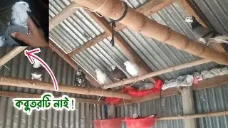 প্রিয় কবুতরটি আর নাই! | Palash Pigeon Vlog