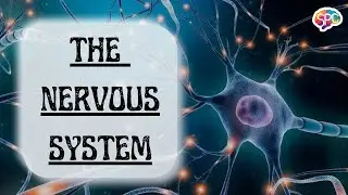 The Nervous System Explained | CNS & PNS Overview | Class 11 Psychology Chapter 3