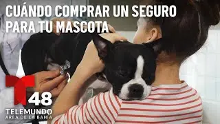 ¿Cuándo es conveniente comprar un seguro para tu mascota?