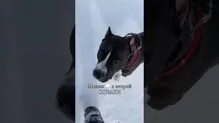 Мысли о второй собаки