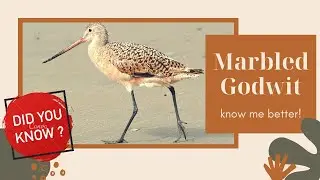 Marbled Godwit facts 🦩 large migratory shorebird