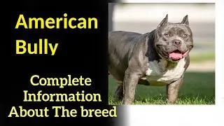 American Bully. Pros and Cons, Price, How to choose, Facts, Care, History