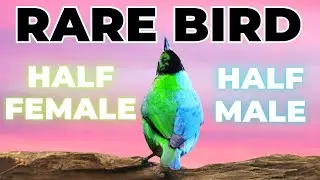 RARE Colour Morphs in Nature - Part 2