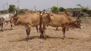 Kannapuram ther 2022 | kangayam maadugal | olapalayam