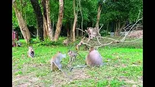 Mila Troop Monkey! Theirs are so cute macaque