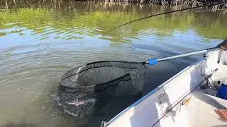 Premi&egrave;re vieille de pal&eacute;tuvier 🐠 dans la mangrove 💦