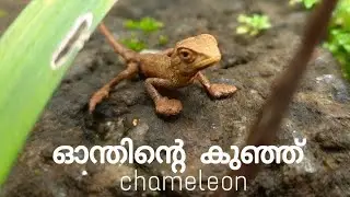 chameleon // Oonth // nature&nbsp;