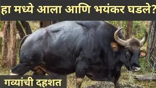 Bision discovery. Indian gour . जंगलातील थरारक पाठलाग. Life in jungle.marathi discovery.