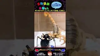 【閲覧注意】サシガメ★チャレンジ！！サソリを吸ってみた&hellip;&Sigma;(･&omega;･ﾉ)ﾉ！　⚔シロモンオオサシガメｖｓデザートヘアリースコーピオン⚔　＜生物観察　昆虫バトル　捕食　給餌　飼育　奇蟲＞#shorts