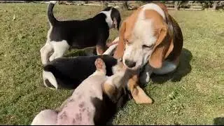 Adorable Beagle Puppies Available 🐶 | Trusted Pet Shop