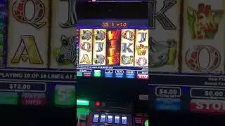 Wild Life 4$ Max Bet Bonus
