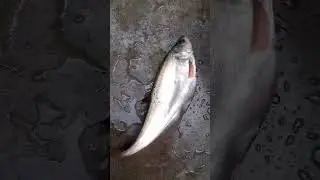 Notopterus notopterus #shorts #fish #মাছ #fishvideo