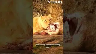 The Lion - Uncommon Facts 🦁 #lion #facts #animals