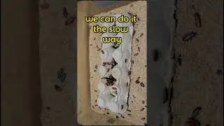 Cleaning Mealworm Beetles   🪲  🪲  🪲
