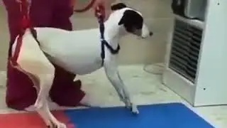 All her work and life to save a disabled dog.