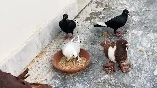 #pigeon#pigeonlaver pigeonlife#pigeonlover#pigeonlove#pigeonphotography#pigeonworld