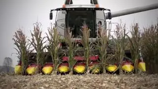 Ziegler Harvesting Corn Champion Кукурузная жатка