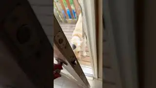Dog Sabotage