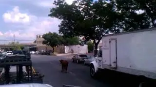 Bull/cow loose on liberty ave Jamaica, queens NY