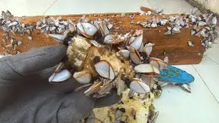 Remove Goose Barnacles ASMR Relax