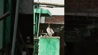 kon sa kabootar hai #shortsfeed #pigeon #teddy #kabutar #up 81 sky king pigeon loft