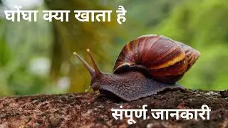 घोंघा (Snail) के बारे में अजीबो-गरीब बातें ||Interesting facts about Snail In Hindi ||