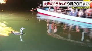 水郷・大洲で夏の始まりを告げる観光名物&ldquo;うかい&rdquo;が開幕「こんな体験はここでしかできない」【愛媛】 (25/06/02 18:41)