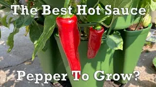 Porch Peppers | Basque Peppers In GreenStalk Vertical Garden Planter