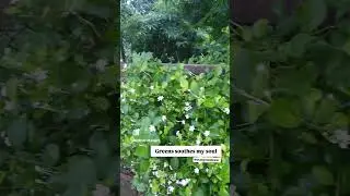 #kaner #haggarbush #oleander #yellowoleander #flowers #shorts #viral #viralshorts
