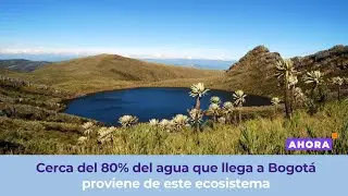 Chingaza: The nature reserve that holds Bogot&aacute;'s water treasure | Environment