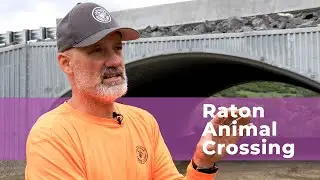 Animal Crossing in Raton, NM | NMDOT