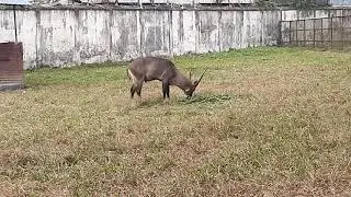 waterbuck eating grass zoo - Animals tv bd