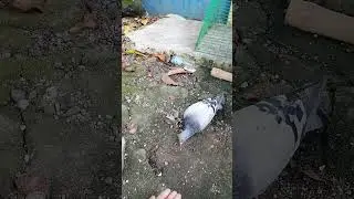 NAIILANG PA SIYA KUMAIN SA KAMAY KO