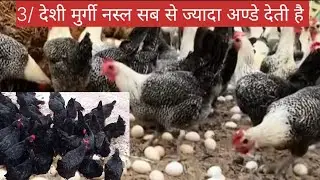 3 || Deshi Murgi palo Lakho kamai Deshi Murgi plan poultry farm business Sonali Murgi plan