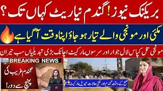 Today Wheat price in punjab/گندم کا ریٹ2026/munji makki till sarso/Galla mandi rate today2026#punjab