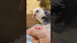 What do you need pigeons? #birds #pigeon